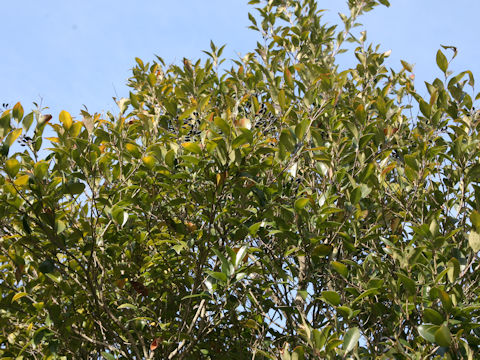 Ligustrum lucidum