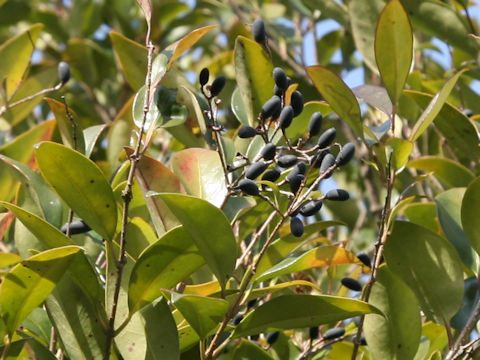 Ligustrum lucidum