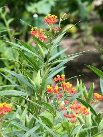 Asclepias curassavica