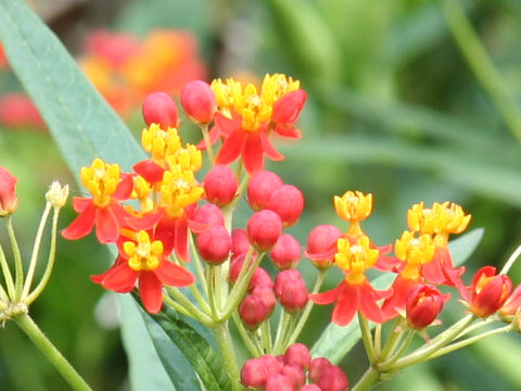 Asclepias curassavica