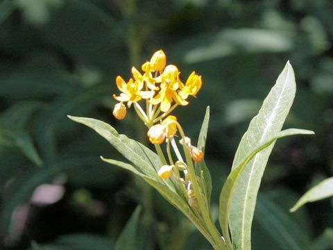 Asclepias curassavica