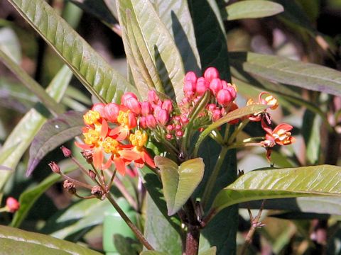 Asclepias curassavica