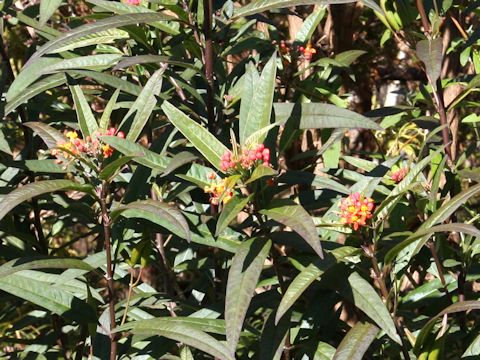 Asclepias curassavica