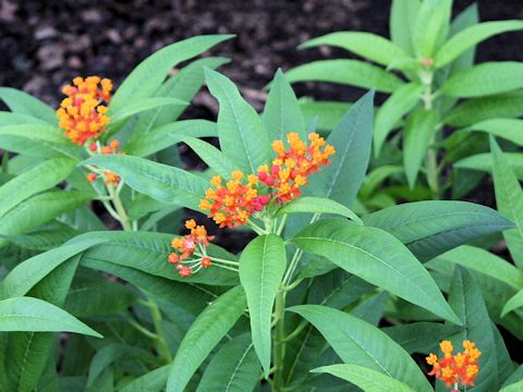 Asclepias curassavica