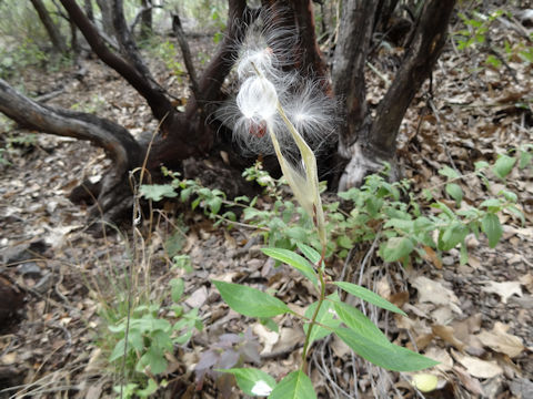 Asclepias curassavica