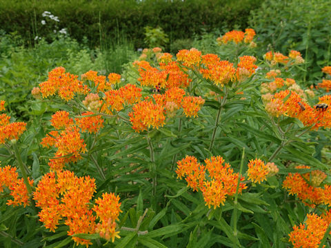 Asclepias curassavica