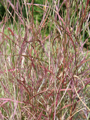 Phalaris arundinacea cv. Tricolor