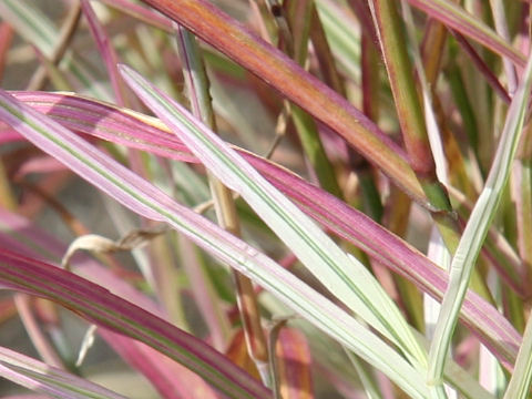 Phalaris arundinacea cv. Tricolor