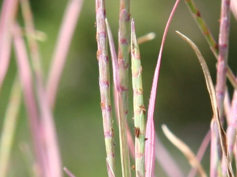 Phalaris arundinacea cv. Tricolor