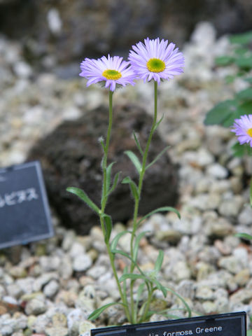 Townsendia formosa