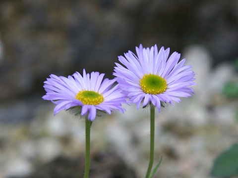 Townsendia formosa