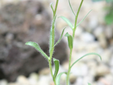 Townsendia formosa