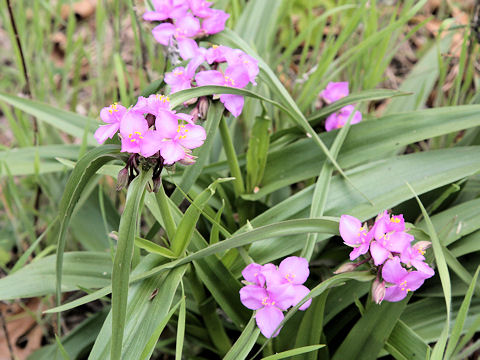 Tradescantia gigantea