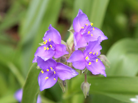 Tradescantia gigantea