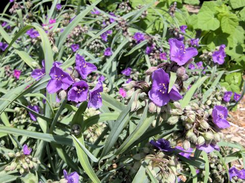 Tradescantia gigantea