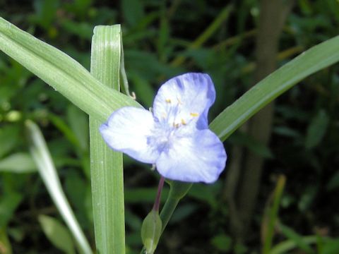 Tradescantia occidentalis