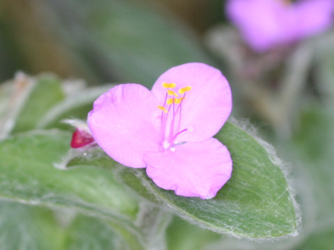 Tradescantia sillamontana