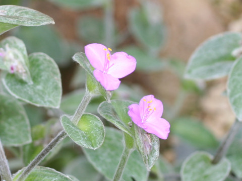 Tradescantia sillamontana