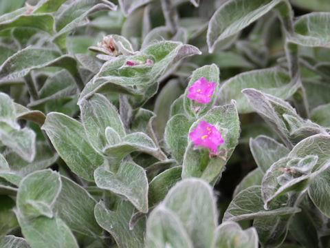 Tradescantia sillamontana