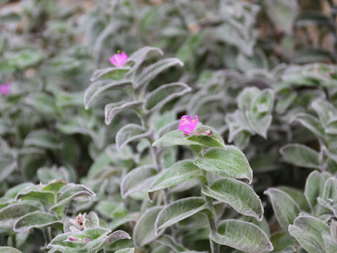 Tradescantia sillamontana