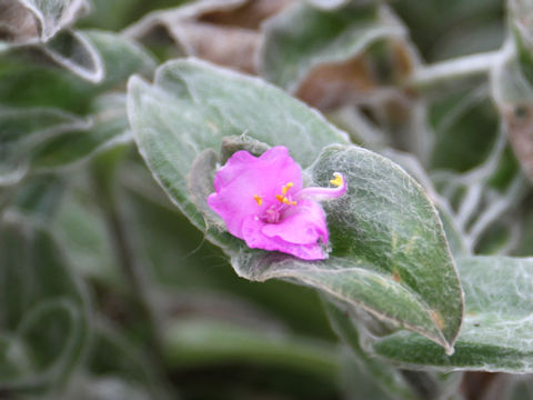 Tradescantia sillamontana