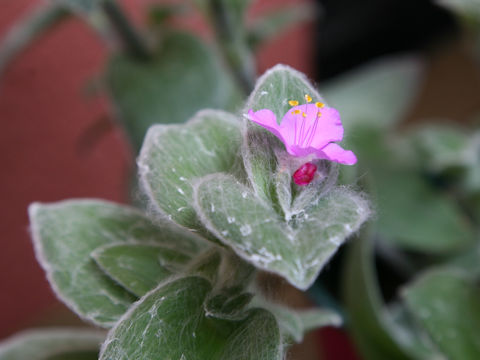 Tradescantia sillamontana