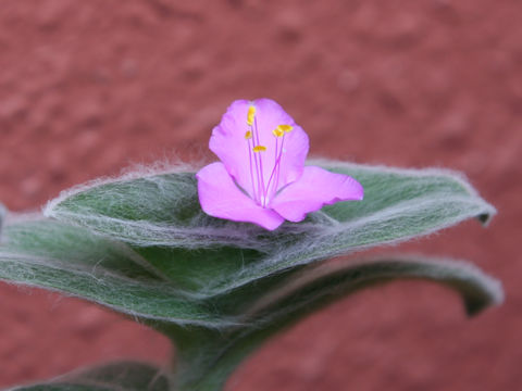 Tradescantia sillamontana