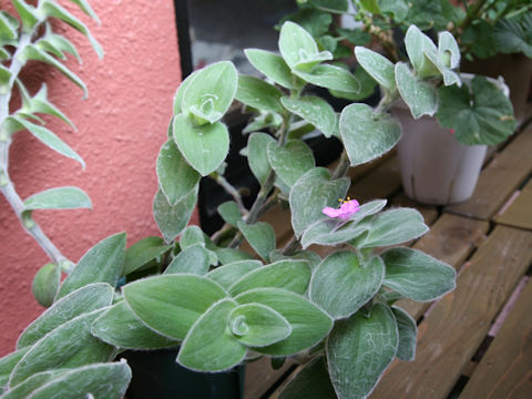 Tradescantia sillamontana