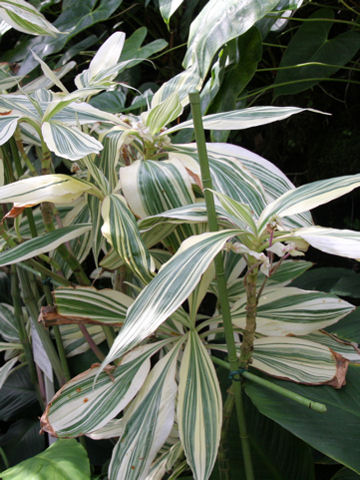 Tradescantia zanonia