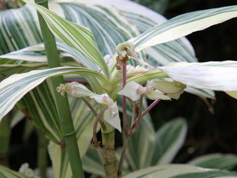 Tradescantia zanonia