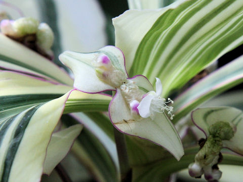 Tradescantia zanonia