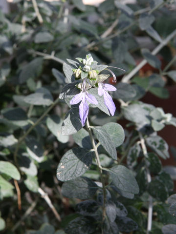 Teucrium fruticans