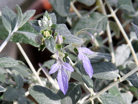 Teucrium fruticans