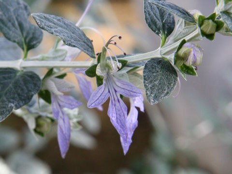 Teucrium fruticans