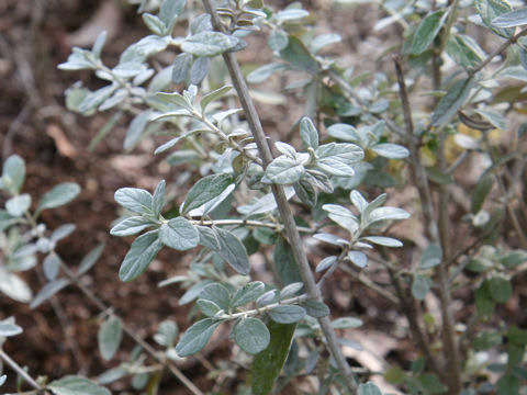 Teucrium fruticans