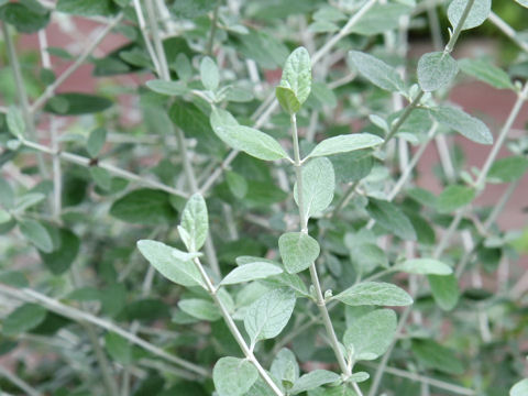 Teucrium fruticans