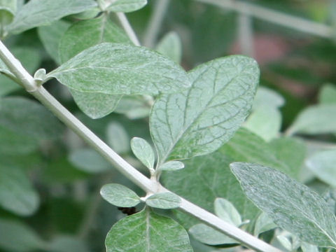 Teucrium fruticans