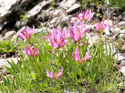 Trifolium alpinum