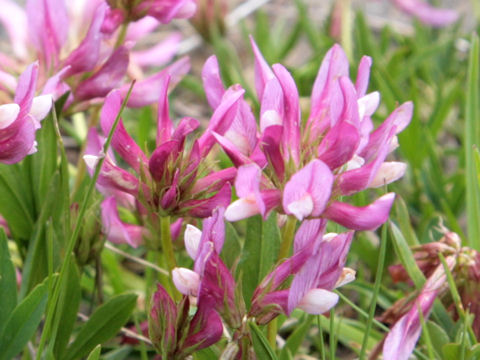 Trifolium alpinum