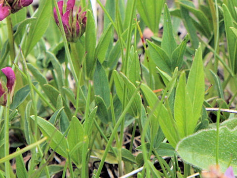 Trifolium alpinum