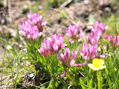 Trifolium alpinum