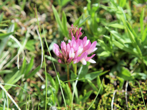 Trifolium alpinum