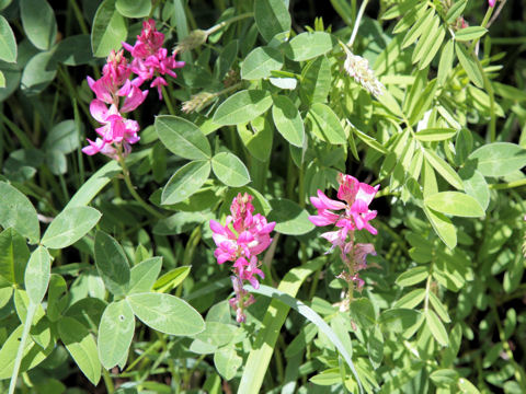 Trifolium alpinum