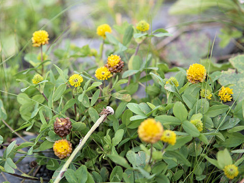 Trifolium badium