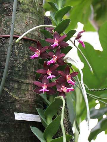 Trichoglottis brachiata