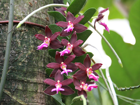 Trichoglottis brachiata