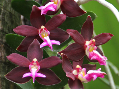 Trichoglottis brachiata