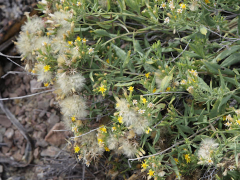 Trixis californica