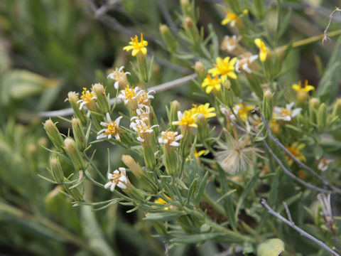 Trixis californica