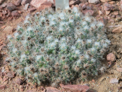 Trichodiadema densum